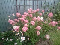 DSC_9797.JPG