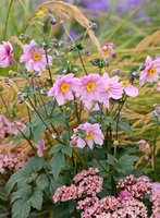 botanikfoto-548043-L.jpg