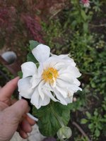 IMG_20190921_160053.jpg
