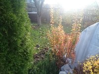 Барбарис Мария