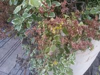 DSC_9863.JPG