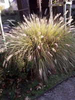 IMG-20191111-WA0099.jpg