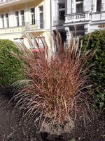 IMG-20191108-WA0012.jpg