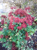 IMG-20191111-WA0013.jpg