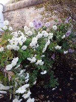 IMG-20191111-WA0014.jpg