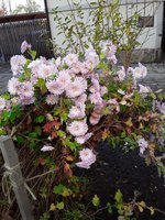 IMG-20191111-WA0019.jpg