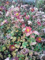 IMG-20191111-WA0020.jpg