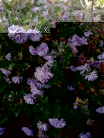 IMG-20191111-WA0010.jpg
