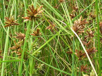Starr_061108-9653_Cyperus_trachysanthos.jpg