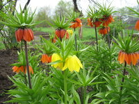 рябчики 5. 05.13.jpg