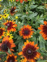 IMG_20190725_113346.jpg