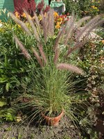 IMG_20190808_112256_BURST005.jpg