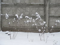IMG_3530.JPG