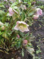 IMG_20200308_161810.jpg