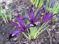 IMG_3611.JPG