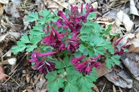 corydalis-solida-Purple-Bir.jpg