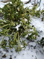 IMG_20200315_113109.jpg