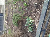 IMG_20200317_103152.jpg