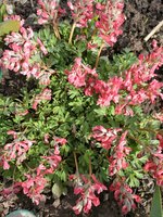 IMG_20200329_141919.jpg