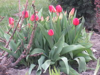 IMG_3750.JPG