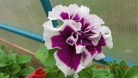 IMG_6699_1.jpg