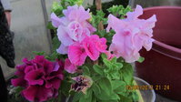 IMG_6674_1.jpg