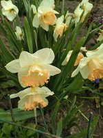 IMG_20200502_093832.jpg