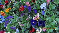 IMG_7273.jpg