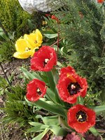 IMG_20200505_124610.jpg