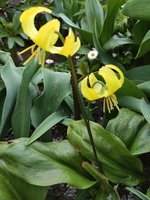 IMG_20200505_120045.jpg