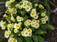 IMG_20200505_124343.jpg