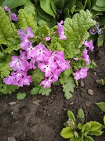 IMG_20200517_073115.jpg