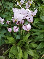 IMG_20200531_115515.jpg