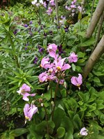 IMG_20200531_115317.jpg