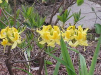IMG_4006.JPG