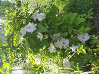 IMG_20200618_143205.jpg
