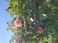 IMG_20200618_143110.jpg