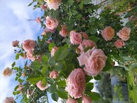 IMG_20200621_151238.jpg