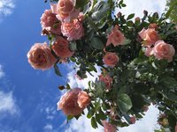 IMG_20200621_151227.jpg