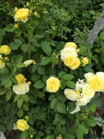 IMG_20200621_170931.jpg