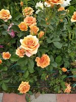 IMG_20200621_140132.jpg