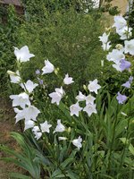 IMG_20200621_135844.jpg
