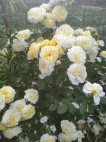 IMG_20200705_101649.jpg