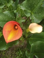 IMG_20200705_101339.jpg