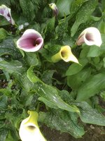IMG_20200705_101303.jpg
