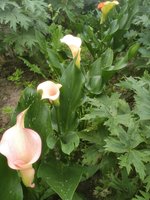 IMG_20200705_101319.jpg
