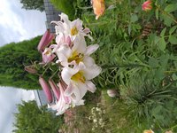 IMG_20200711_073900.jpg