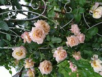 IMG_20200713_192411.jpg