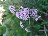 IMG_20200725_190742.jpg