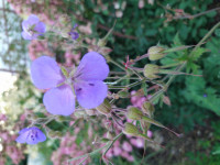 IMG_20200725_190805.jpg